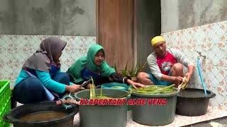 KLAPERTAART ALOE VERA | JEJAK SI GUNDUL (07/09/21)