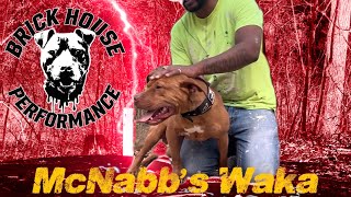 Brickhouse Performance: McNabb’s Waka aka Wacca Flocca! Redboy Jocko in its Purest Form