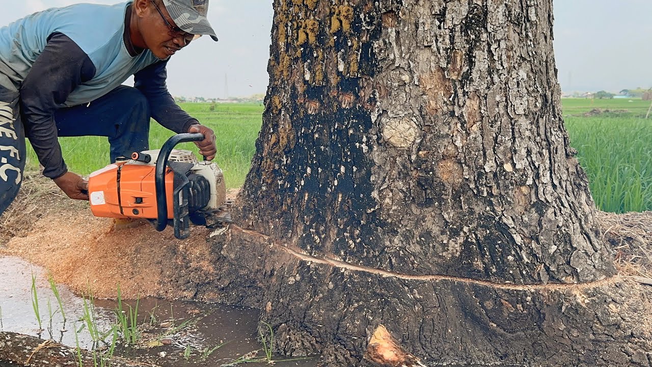 Too many problems ‼️ Stihl ms881, cut down trembesi tree on the edge of ...