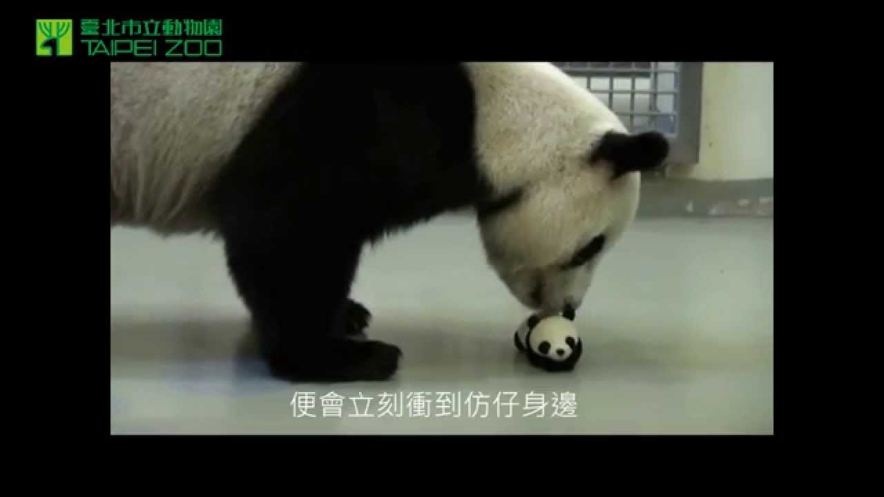  Giant Panda Yuan Yuan with the Bluetooth Panda Doll