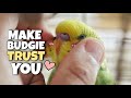 How to Make Your Budgie Trust You? 30 tips