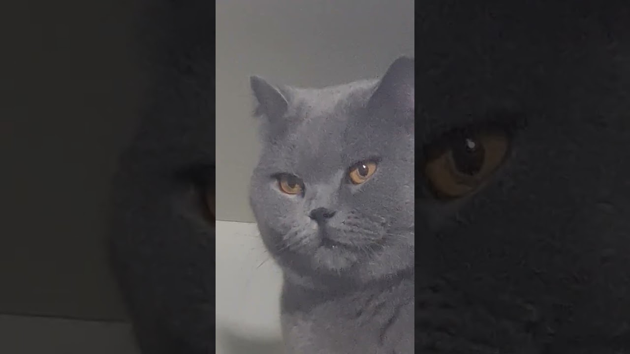 #cat #красиваякошка 😹💖😻