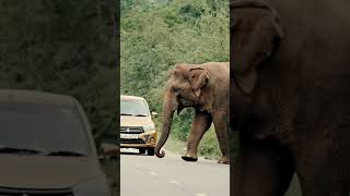 Elephant Attacks To The Car