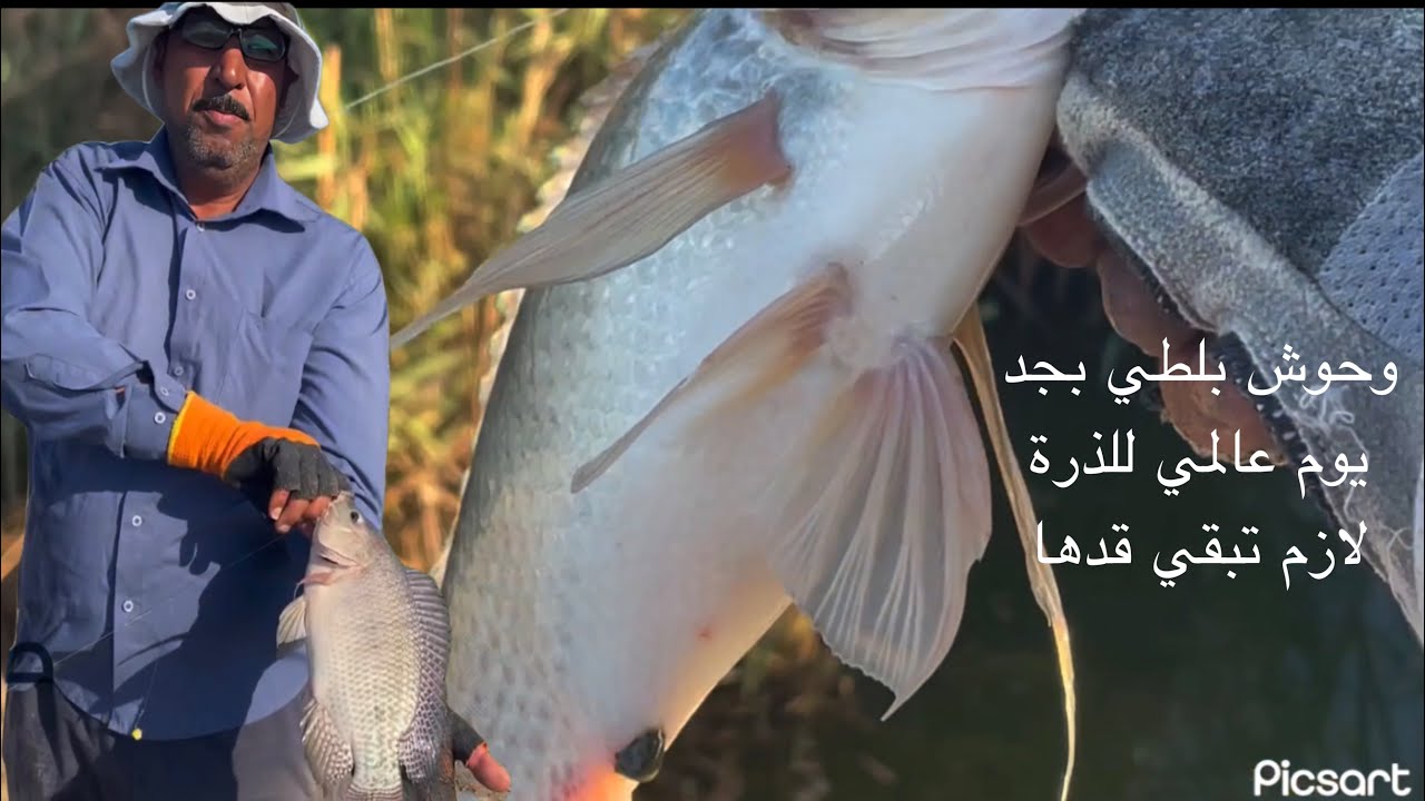 موسم صيد السمك ولع وحوش البلطي بالذرة الصفراء #fishing