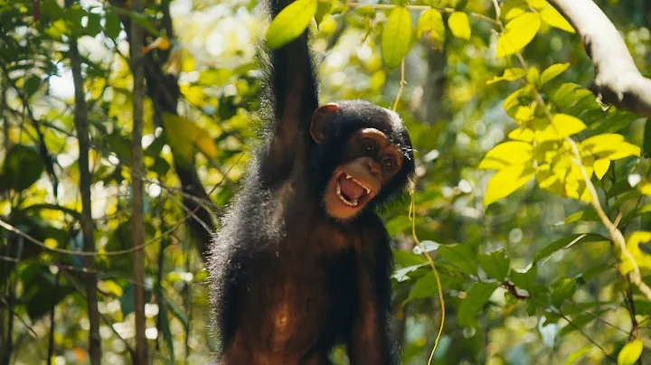 Baby Chimps Visit The Forest For The First Time | Baby Chimp Rescue | BBC Earth Kids