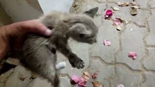 abandoned kitten rescued by cats kingdom by Cats Kingdom 1,113 views 1 year ago 52 seconds