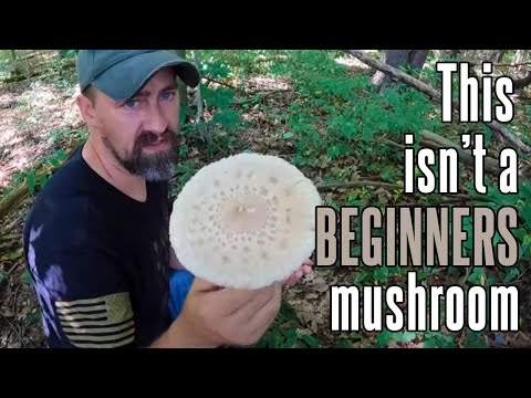 قارچ سایبان | انتخاب قارچ خوراکی در آمریکای شمالی!