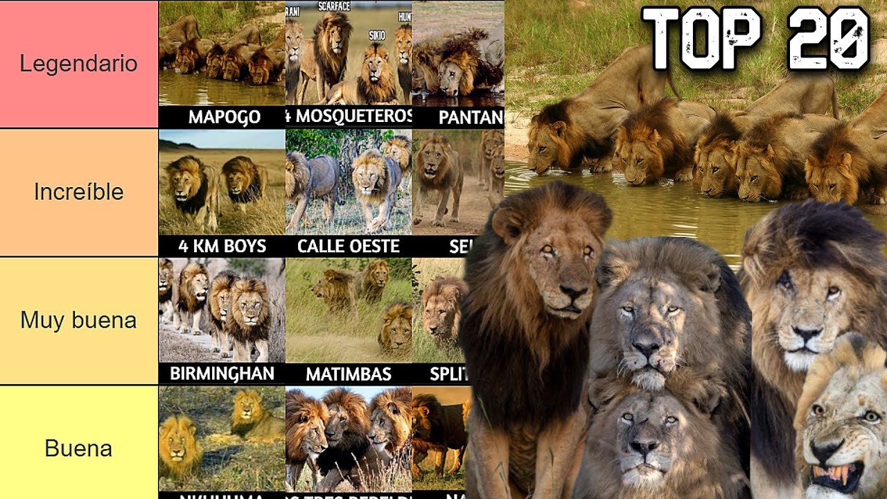 TOP 20 MEJORES COALICIONES de TODOS LOS TIEMPOS !! | LEONES