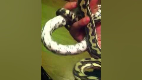 Tiger coastal carpet python: UPDATE PART1