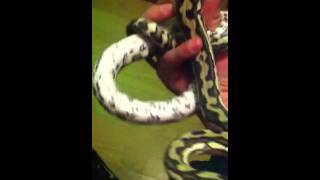 Tiger coastal carpet python: UPDATE PART1