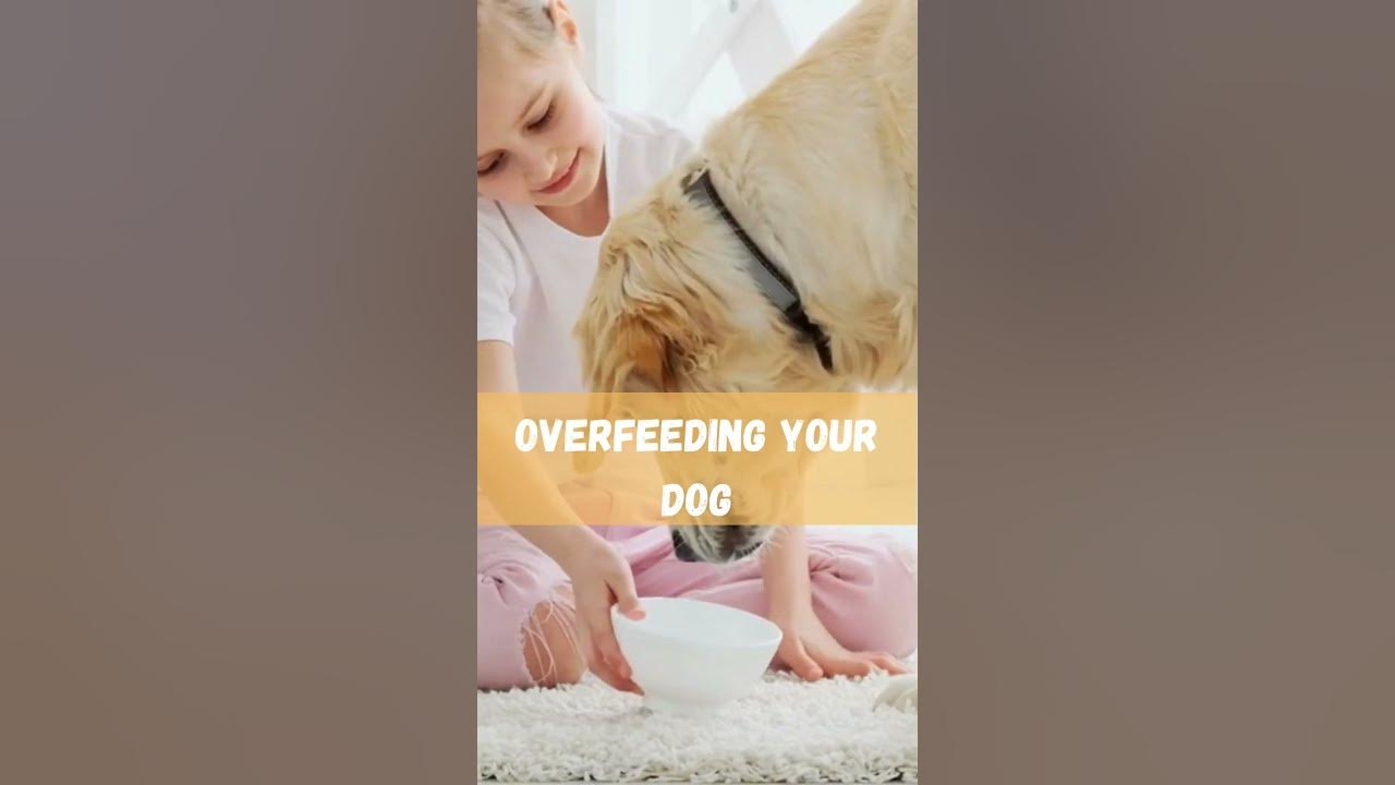 Warning Signs Is Overfeeding Your Dog Harming Their Health? YouTube