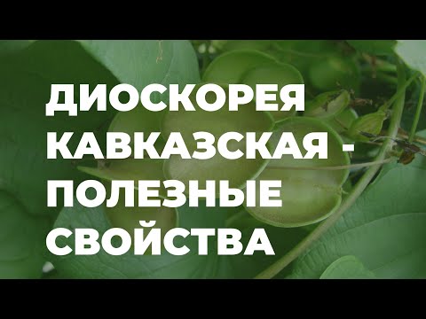 Диоскорея кавказская - полезные свойства, как применять, народные рецепты / Захар Травник