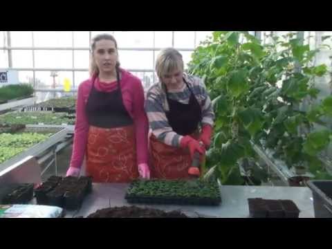 Video: Pachira rahapuu – õppige rahapuu taimede eest hoolitsema