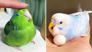 Baby Animals 🔴 Funny Parrots and Cute Birds Compilation (2021) Loros Adorables Recopilación #33