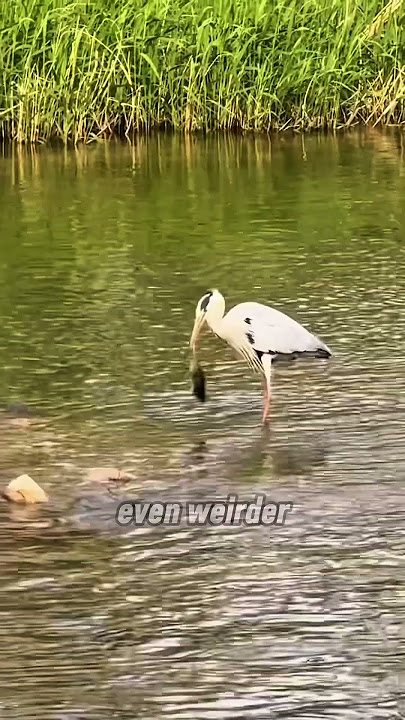 This bird needs to be studied #shortviral