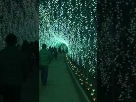 足利フラワーパークイルミ2016トンネル