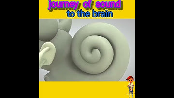 Journey of sound to the brain #shorts #short
