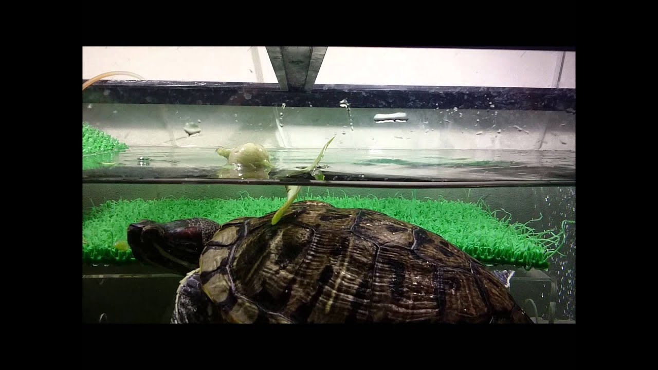 カメ夫 ホテイアオイを食べる ミドリカメと定年まで
