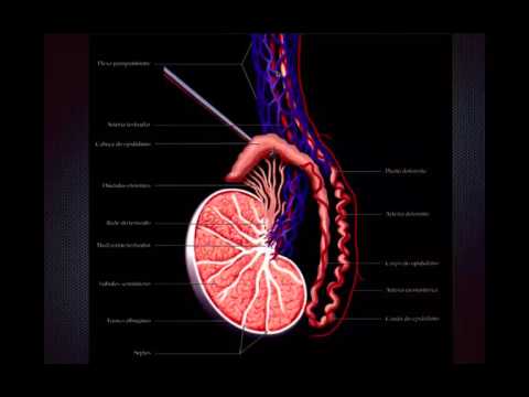 Anatomia da bolsa testicular