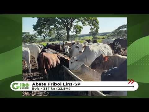 O lote em destaque da região de General Salgado | Giro do Boi - 13/05/2022