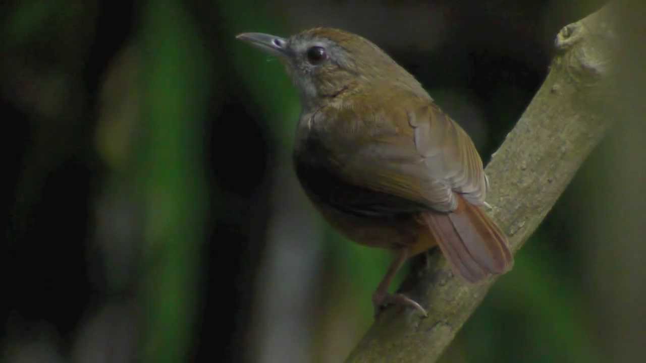 Abbott's Babbler (Malacocincla abbotti) 