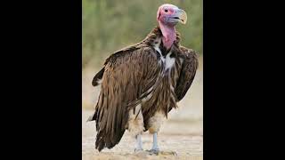 Lappet-Faced Vulture Sound Effects