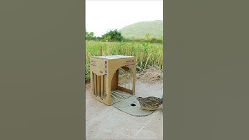 Best Creative Method Bird Trap - Quail Trap #simple bird trap #shorts