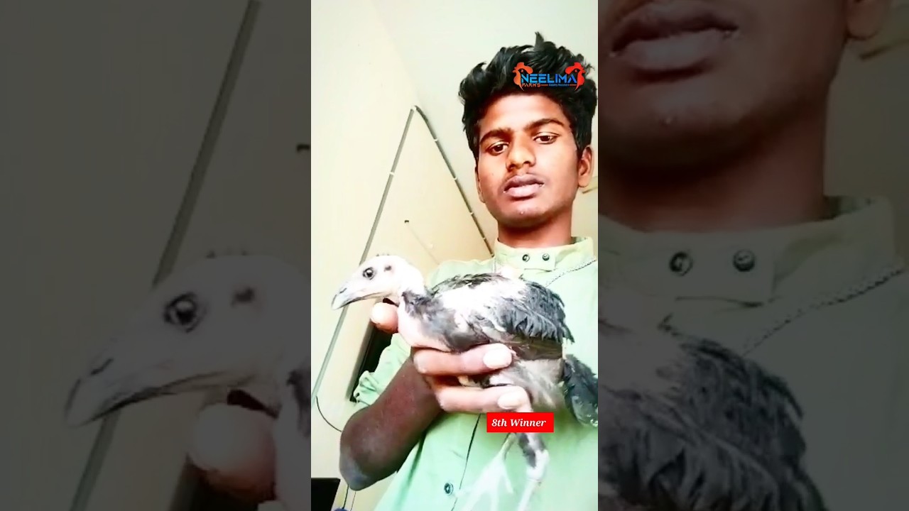 150₹ Rupees "peru Cross Chick" LuckyDraw Winner " Abhiram Hyd.