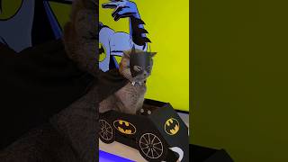 Batman Catman #sky_super_cat