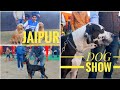 INTERNATIONAL DOG SHOW 2020 IN INDIA/DOG LOVERS HEAVEN../ #jaipur