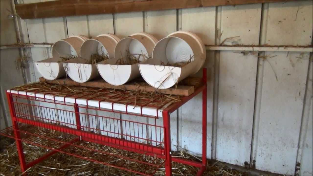 How to start a chicken coop
