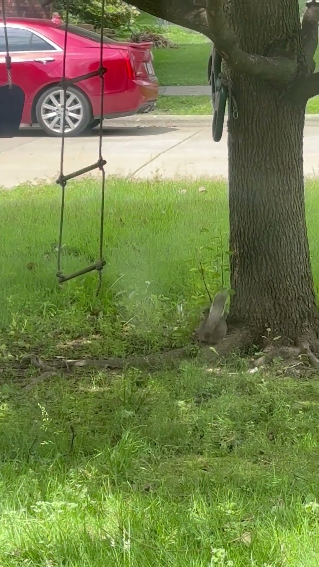 Squirrel Jumps For Rope Ladder Swing || ViralHog