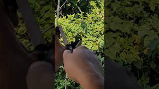 parrot hunting using Slingshot screenshot 4