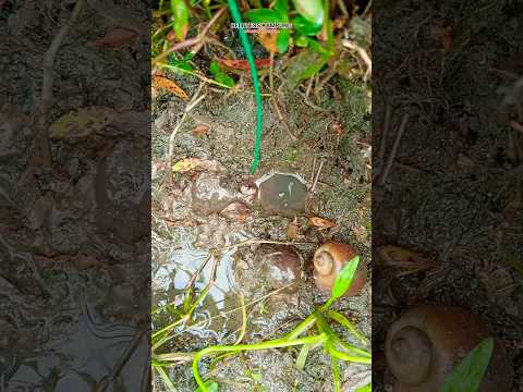 keseruan mancing belut kecil disawah #shorts