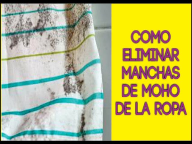 impuesto Incorrecto admirar How to Remove Mold Stains from Clothes - YouTube