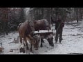 Winter Logging with Oxen