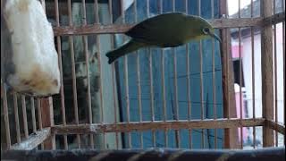 Call pleci monty betina...mantap untuk pancingan pejantan agar cepat ngalas.