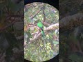 RARE male Resplendent Quetzal in wild- Costa Rica