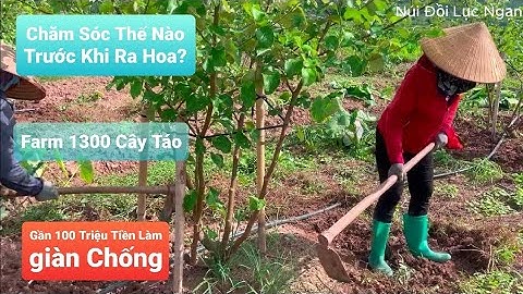 THĂM TRANG TRẠI KHỦNG 1300 CÂY TÁO ĐẦU TƯ GẦN 100 CỦ LÀM GIÀN CHỐNG I NÚI ĐỒI LỤC NGẠN