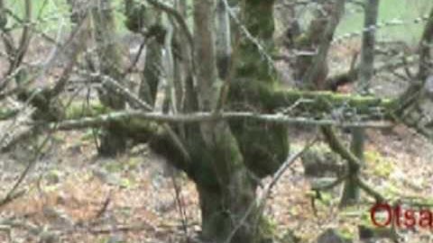 BANCA ARBRES TREES  ARBOLAK ARBOLES  "goraki"