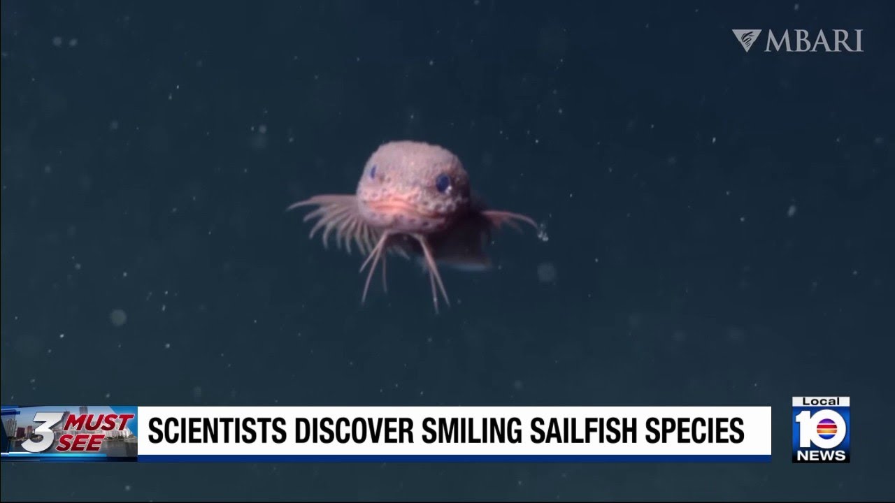 Smiling Shellfish Researchers discover smiling sailfish which goes viral on social media ...