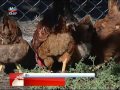 🐔 Raças de galinhas portuguesas ameaçadas! 🐥