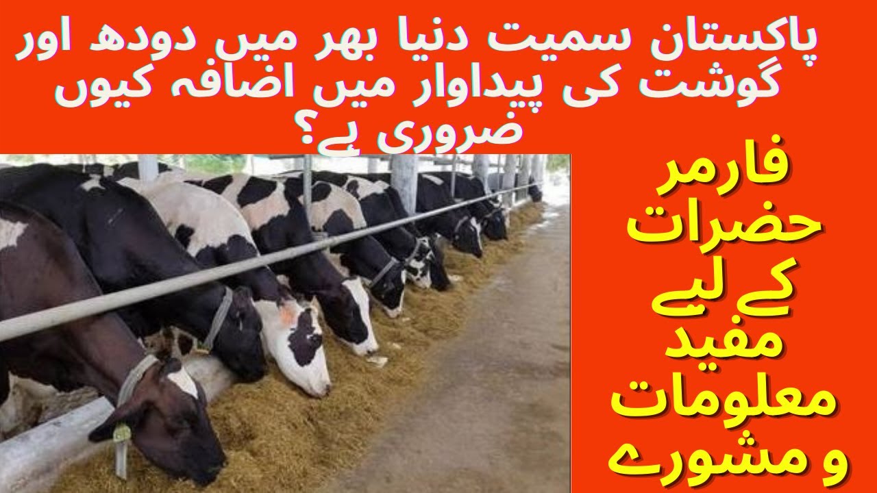 dairy farming business plan pdf in pakistan
