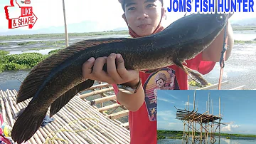 new spot!/BIG DALAG! monster fish! halimaw na dalag! 😊 | Joms na Joms TV