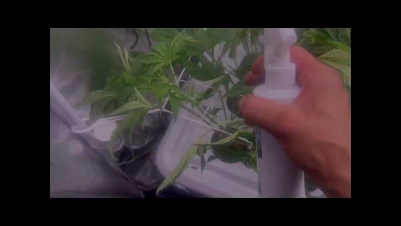 Grow Strong Cup: How To Pre Flower