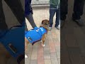OKC Thunder pups steal the show at fan event