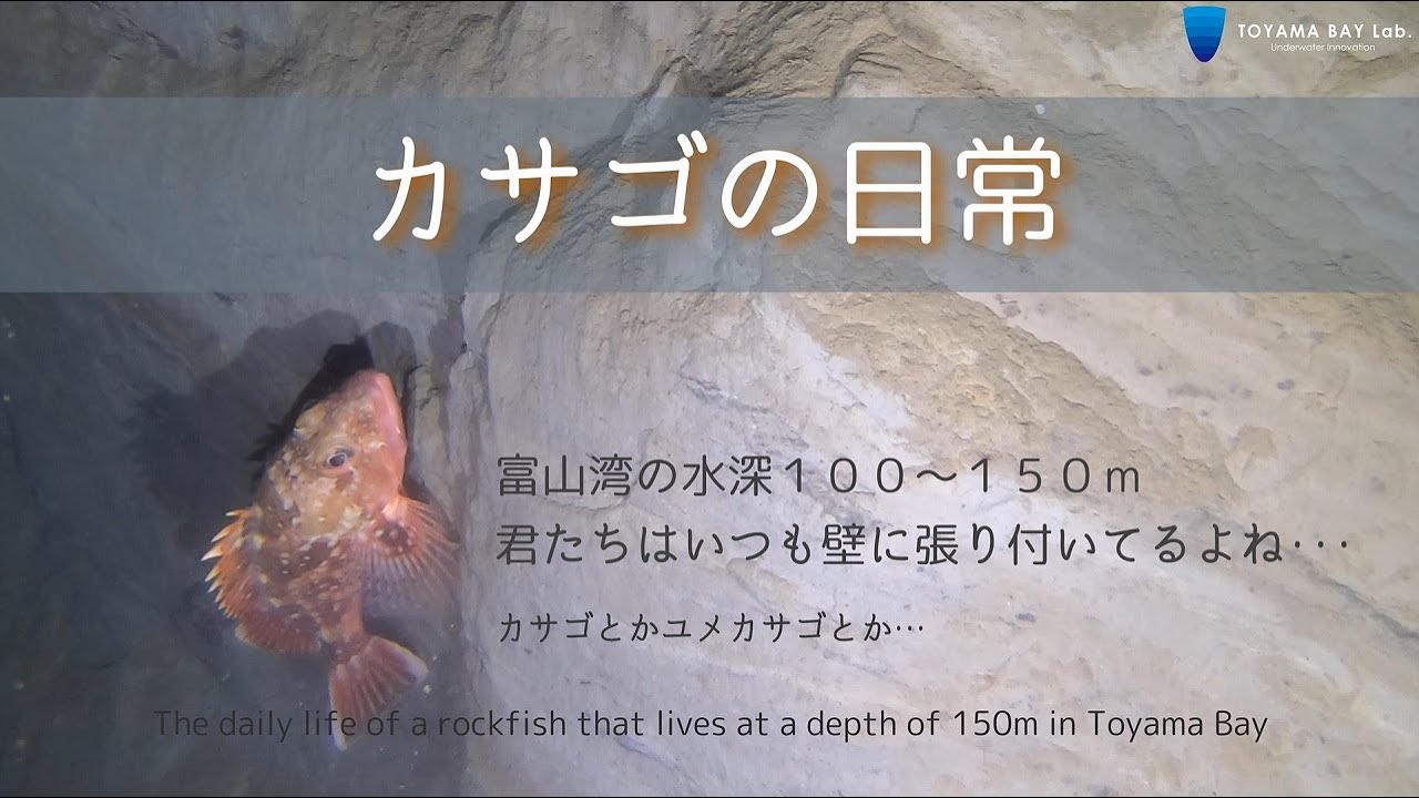 富山湾の魚】富山湾の水深100～150mで暮らすカサゴの日常 - YouTube