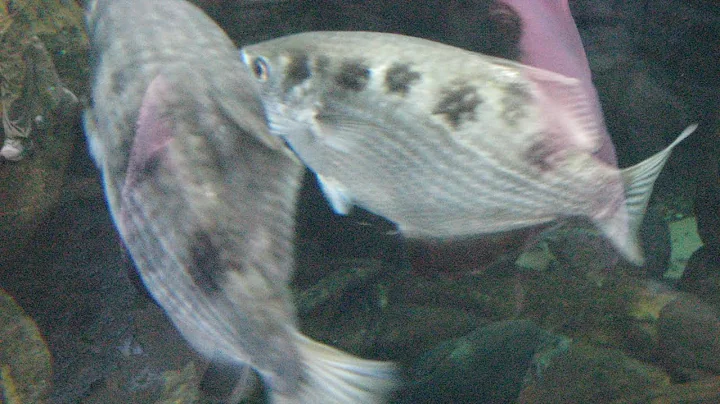 Scientists Train Fish To Recognize Human Faces, And Also Spit On Them