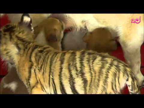 Video: Kako skrbeti za hišnega tigra