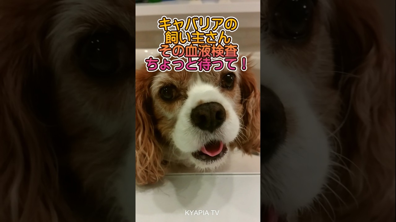 キャバリア様 Cavalier King Charles Spaniel Characteristics: A Must-Read for
